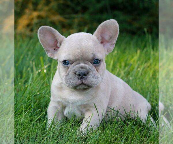 Medium Photo #3 French Bulldog Puppy For Sale in NEWMANSTOWN, PA, USA