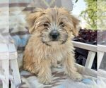 Small Photo #2 Morkie Puppy For Sale in WILLIAMSBURG, IN, USA