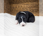 Small Photo #8 Australian Shepherd Puppy For Sale in UNIONVILLE, IA, USA