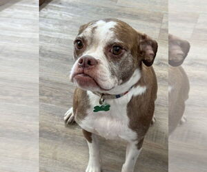 Boston Terrier-Boxer Mix Dogs for adoption in Bellevue, WA, USA