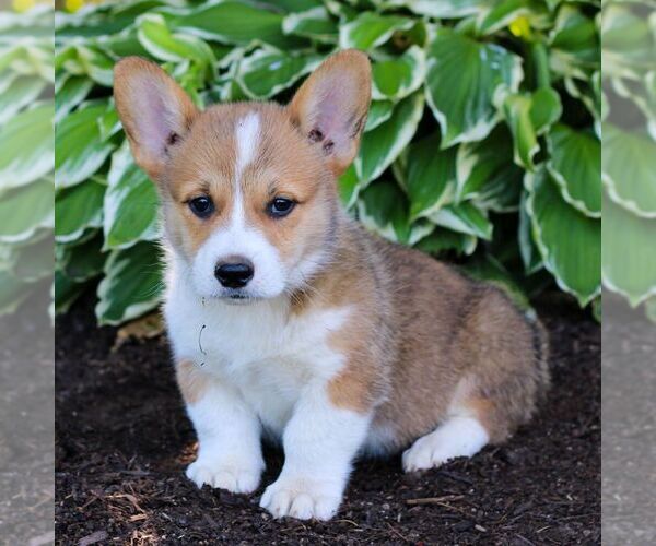Medium Photo #4 Pembroke Welsh Corgi Puppy For Sale in LITITZ, PA, USA