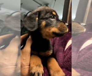 Rottweiler Puppy for sale in SUN CITY, AZ, USA