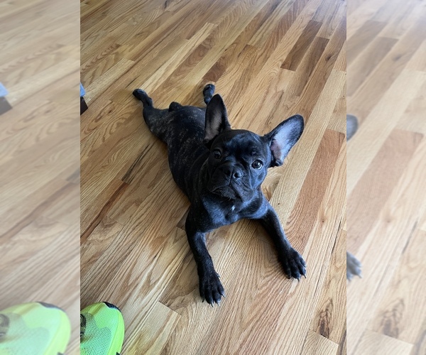 Medium Photo #1 French Bulldog Puppy For Sale in SIMPSONVILLE, SC, USA