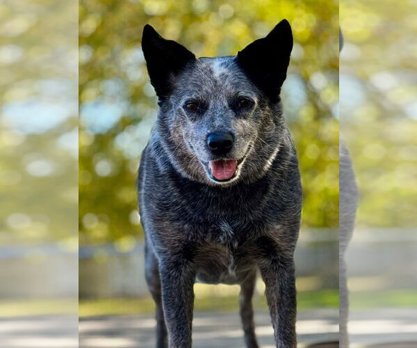 Medium Photo #5 Mutt Puppy For Sale in Elmsford, NY, USA