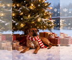Small Photo #2 German Shepherd Dog-Unknown Mix Puppy For Sale in San Diego, CA, USA