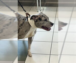 American Pit Bull Terrier Dogs for adoption in Derwood, MD, USA