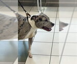 Small American Pit Bull Terrier