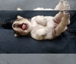 Small Photo #6 Schnauzer (Miniature) Puppy For Sale in LEESBURG, VA, USA