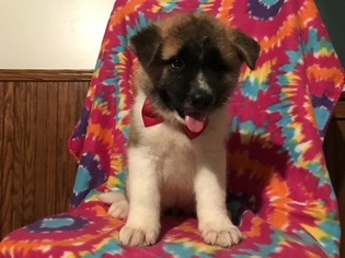 Akita Puppy for sale in PEACH BOTTOM, PA, USA