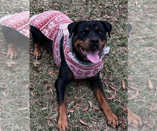 Medium Photo #4 Rottweiler Puppy For Sale in Mooresville, NC, USA