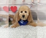 Small Photo #10 Goldendoodle Puppy For Sale in LOUISA, VA, USA