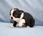 Small Photo #5 Boston Terrier Puppy For Sale in HOMINY, OK, USA