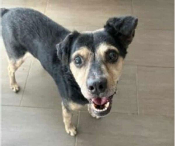 Medium Photo #16 Jack-A-Bee Puppy For Sale in Princeton, MN, USA