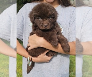 Medium Newfoundland