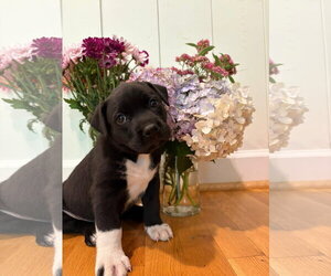 American Staffordshire Terrier-Unknown Mix Dogs for adoption in Holly Springs, NC, USA