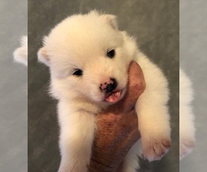 Pomsky Puppy for sale in SAVOY, MA, USA
