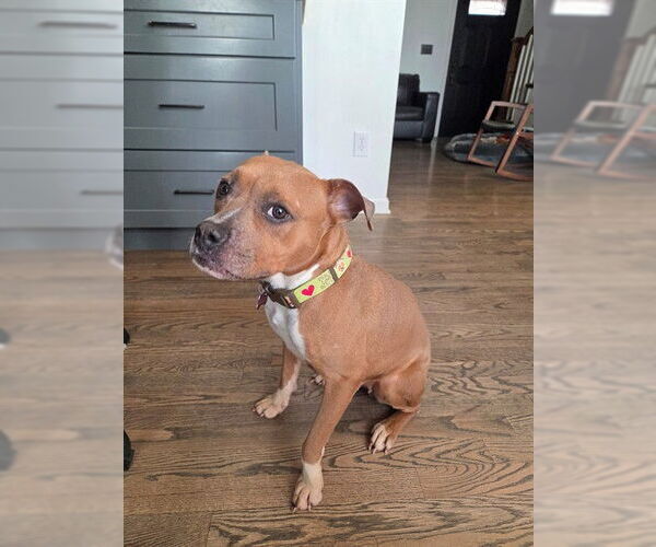 Medium Photo #2 Mutt Puppy For Sale in Louisville, KY, USA