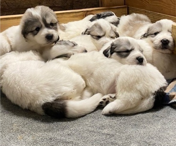 Medium Photo #3 Great Pyrenees Puppy For Sale in SILER CITY, NC, USA