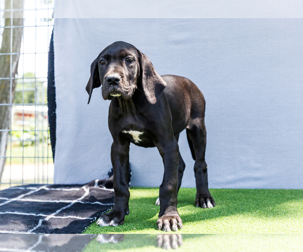 Medium Photo #83 Great Dane Puppy For Sale in WAKARUSA, IN, USA