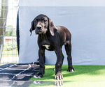 Small #3 Great Dane