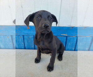 Mutt Dogs for adoption in Fenton, MO, USA