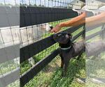 Small #1 American Pit Bull Terrier-Chinese Shar-Pei Mix