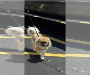 Father of the Pekingese puppies born on 04/10/2026