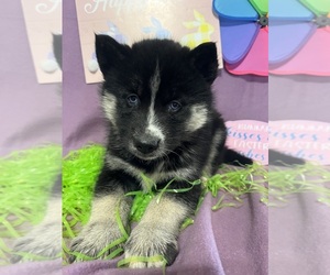 Siberian Husky Puppy for sale in DEARBORN, MO, USA