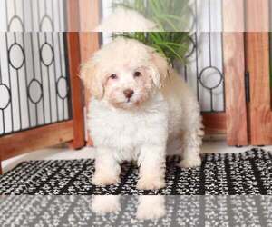 Poodle (Toy) Puppy for sale in NAPLES, FL, USA