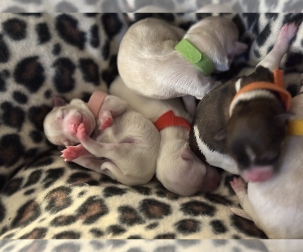 Medium Photo #5 Maltese-Morkie Mix Puppy For Sale in PEORIA, IL, USA