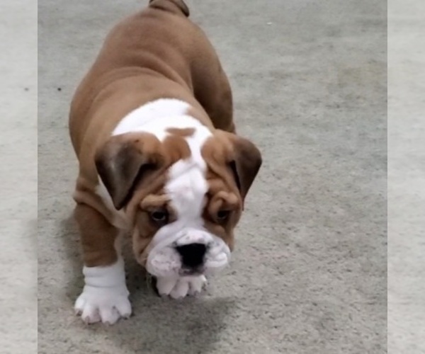 Medium Photo #1 Bulldog Puppy For Sale in STOCKBRIDGE, GA, USA