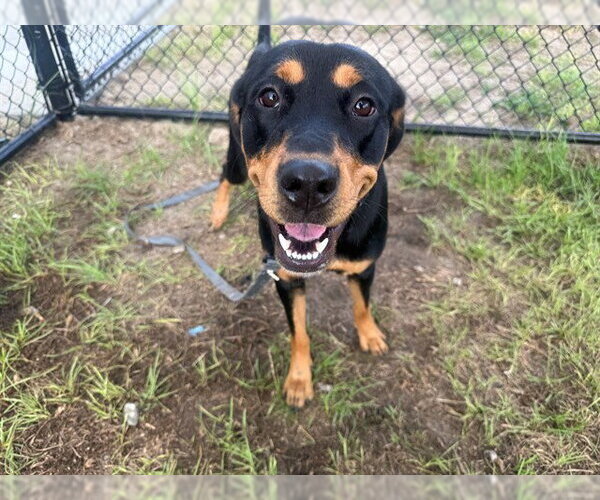 Medium Photo #1 Rottweiler-Unknown Mix Puppy For Sale in Ocala, FL, USA