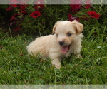 Puppy 2 Jack Russell Terrier-Maltese Mix