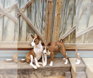 Basenji Puppy for sale in WINONA, TX, USA