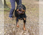 Small #1 Rottweiler