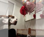 Small #6 American Pit Bull Terrier Mix