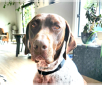Small Photo #1 German Shorthaired Pointer Puppy For Sale in Menlo Park, CA, USA