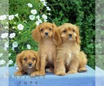 Small #2 Cavapoo
