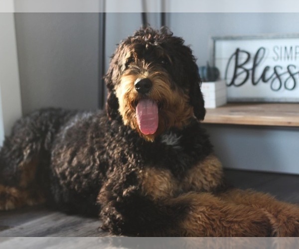 Medium Photo #1 Miniature Bernedoodle Puppy For Sale in MORRIS, MN, USA
