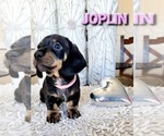 Small Photo #15 Dachshund Puppy For Sale in THORNTON, CO, USA