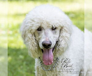 Ronnie - Male Poodle (Standard) Dog for Adoption - Photo #5