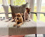 Small #6 Jack Russell Terrier-Parson Russell Terrier Mix