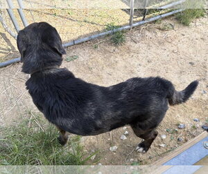 Rocco (10yo, 38lbs) - Male Mutt Dog for Adoption - Photo #7