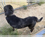 Small Photo #7 Mutt Puppy For Sale in Hinton, WV, USA