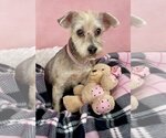 Small Photo #2 Maltese Puppy For Sale in Bon Carbo, CO, USA