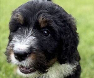 Medium Bernedoodle