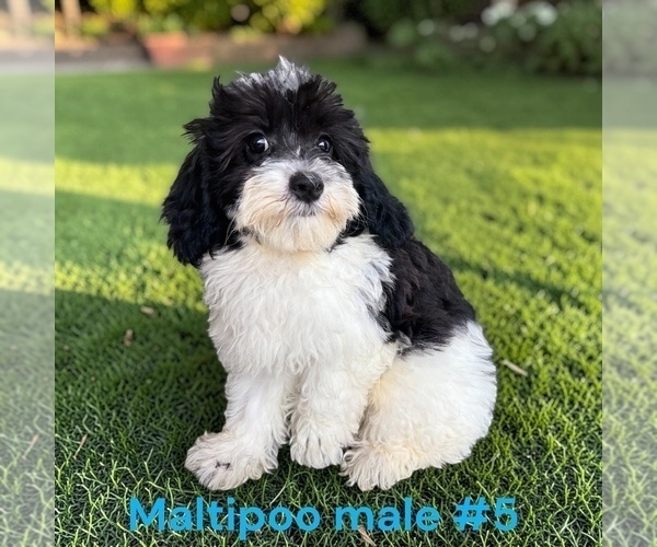 Medium Photo #4 Maltipoo (Toy) Puppy For Sale in MONTPELIER, OH, USA