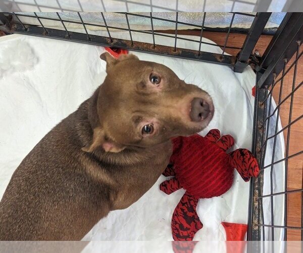 Medium Photo #4 Pharaoh Hound-Rat Terrier Mix Puppy For Sale in Richmond, IN, USA