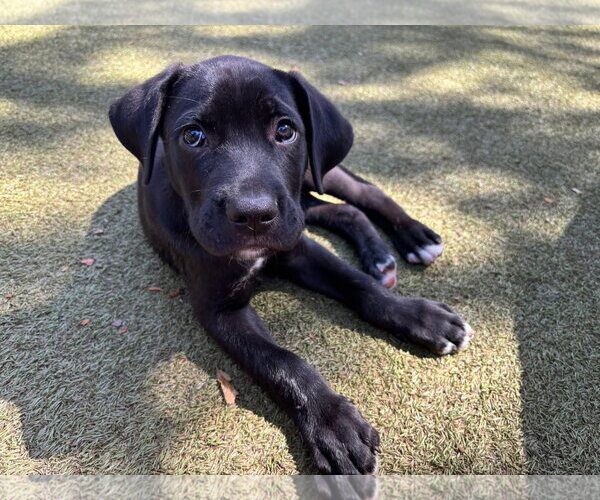 Medium Photo #3 Mutt Puppy For Sale in Orlando, FL, USA