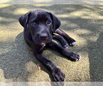 Small #2 Mutt